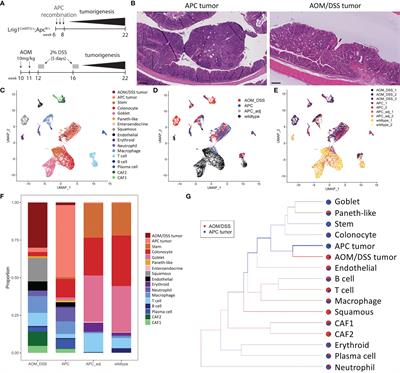 Cancer-Associated Fibroblasts and Squamous Epithelial Cells Constitute a Unique Microenvironment in a Mouse Model of Inflammation-Induced Colon Cancer